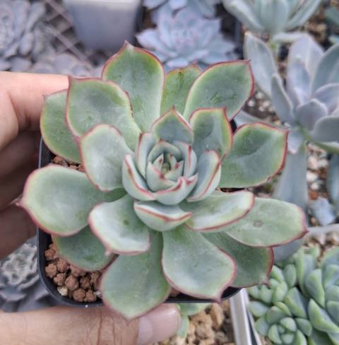 Echeveria 'Moon Goddess' 月光女神