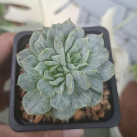Echeveria Monstrose 石化錦雙頭