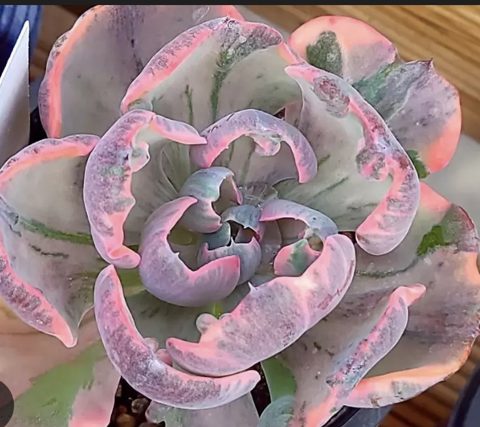 Echeveria Beyonce Rainbow 碧昂絲錦