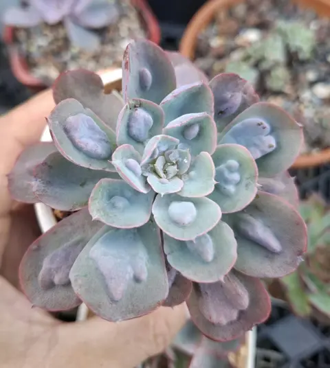 Echeveria RainDrops 雨滴