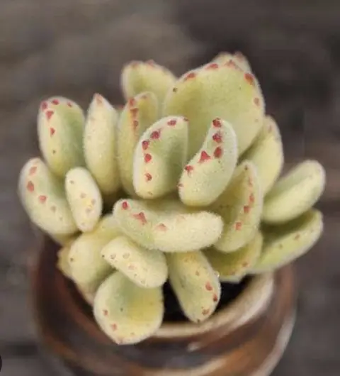 Cotyledon Tomentosa white variegated (Bear Paw) 白熊