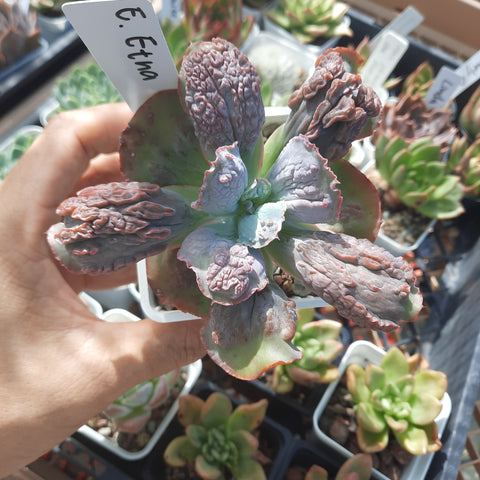 Echeveria Etna エトナ 紫藍金剛 (Claire Shop Australia Succulents
