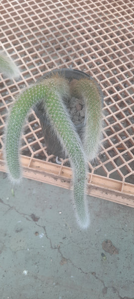 Cactus, monkey tail cactus multi 猴尾柱 Succulents＆cactus