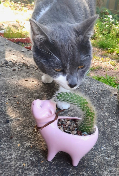 Cat Shaped Ceramic Succulent Cactus Flower Plant Pot
