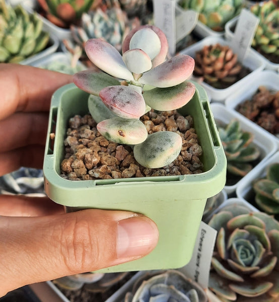 Cotyledon Orbiculata Variegated
(Round leaf) small roots 乒乓福娘錦(Claire Shop Australia Succulents)