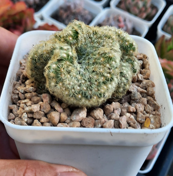 Cactus, Mammillaria Brain
Cactus (Claire＆Succulents＆cactus)
