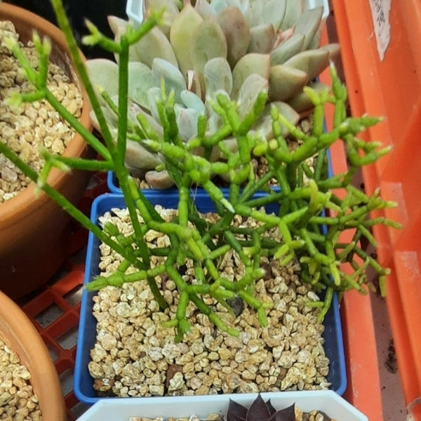Rhipsalis cereuscula 小木偶／青柳(Claire Shop Australis Succulents