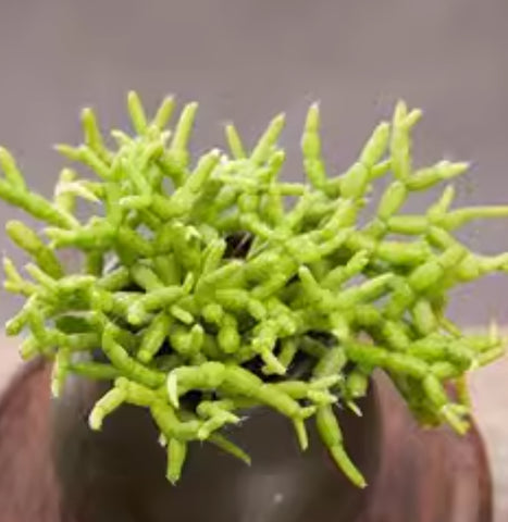 Rhipsalis cereuscula 小木偶／青柳(Claire Shop Australis Succulents