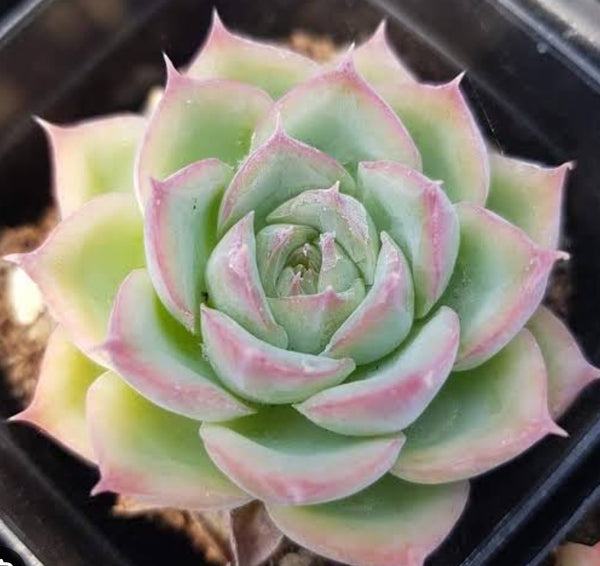 Echeveria Silhouette
 シルエット 側影 Claire Shop Succulents
