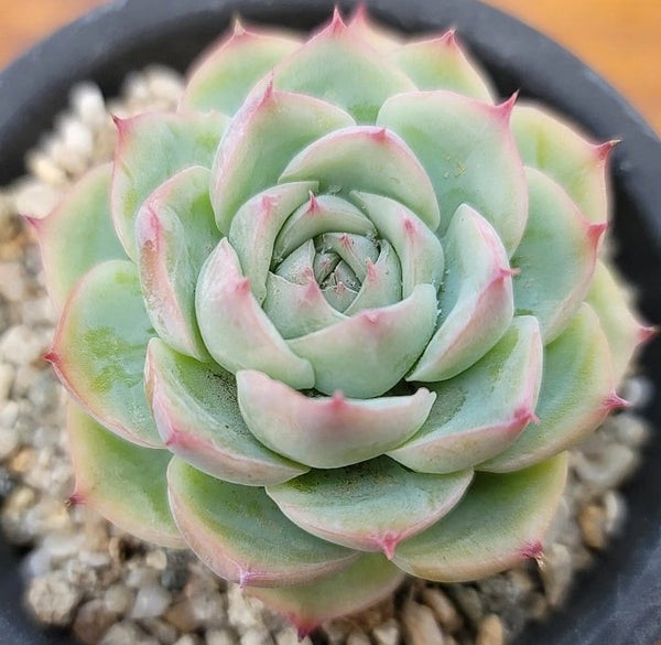 Echeveria Silhouette
 シルエット 側影 Claire Shop Succulents