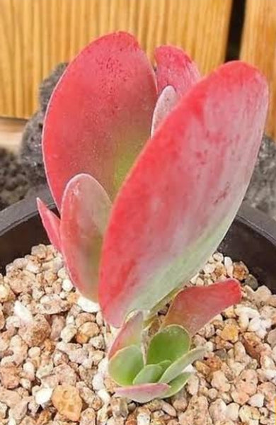 Kalanchoe thyrsiflora flapjack 唐印 Claire Shop Australia Succulents