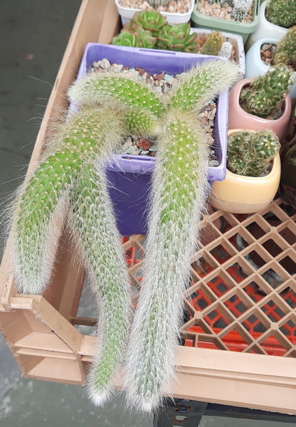 Cactus, monkey tail cactus multi 猴尾柱 Succulents＆cactus