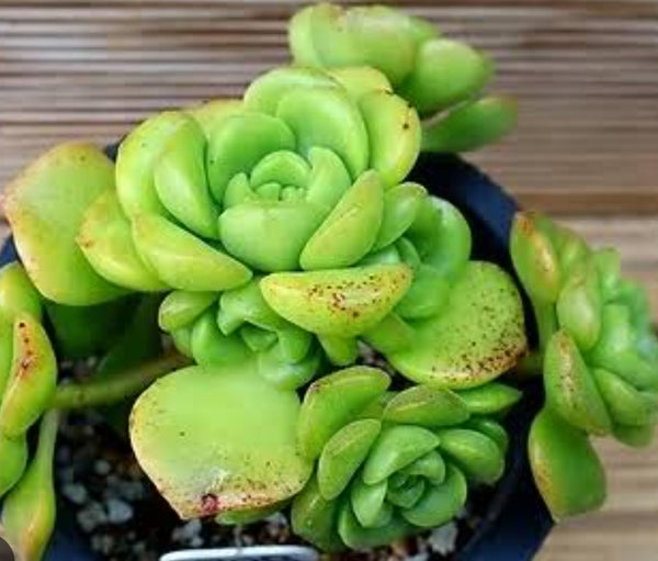 Aeonium Lilly pad
(Small roots)百合麗麗