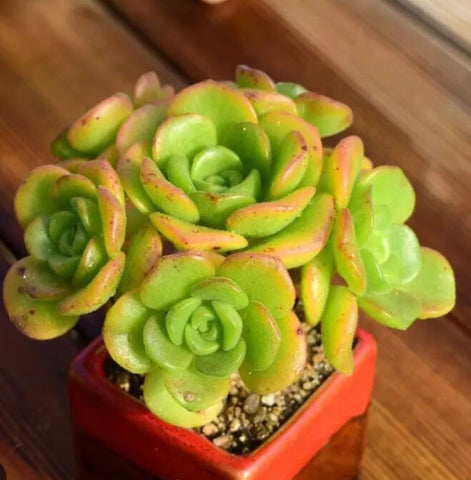 Aeonium Lilly pad
(Small roots)百合麗麗
