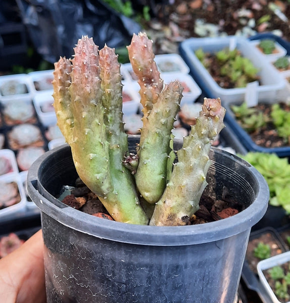 Cactus,Huernia Schneideriana
蘿藦科
 Claire Shop Succulents