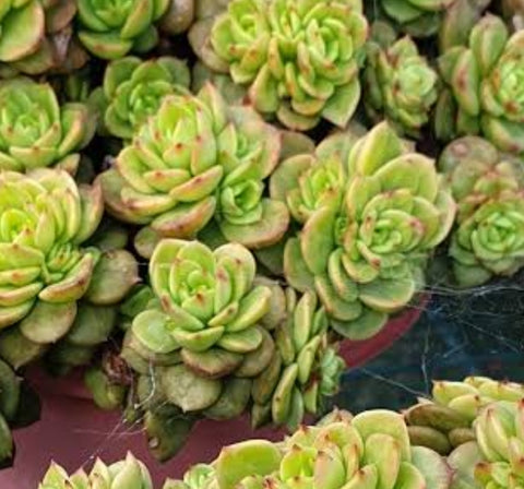 Sedeveria Rolly 臘牡丹 (Claire Shop Australia Succulents)