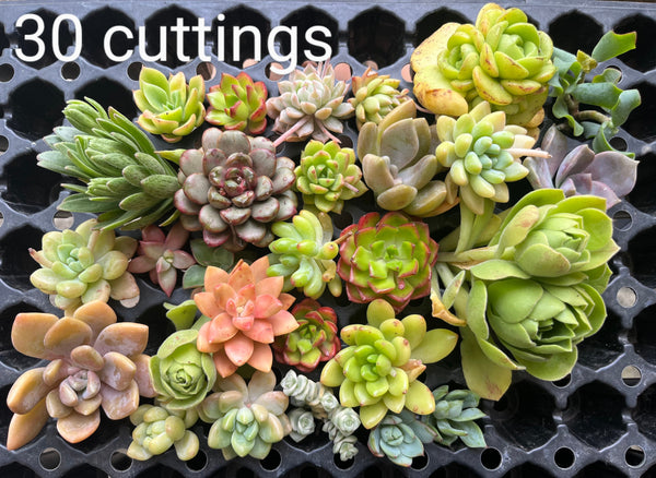 (Cutting) RANDOM 10 cutting or little roots (Succulent Bento) - all different, 多肉便當 10 剪枝 Claire Shop Succulents