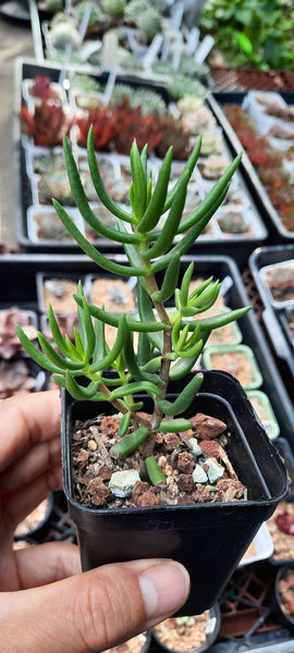 Crassula tetragona
テトラゴナ 桶葉菊 / 桃源鄉 (Claire Shop Australia Succulents)