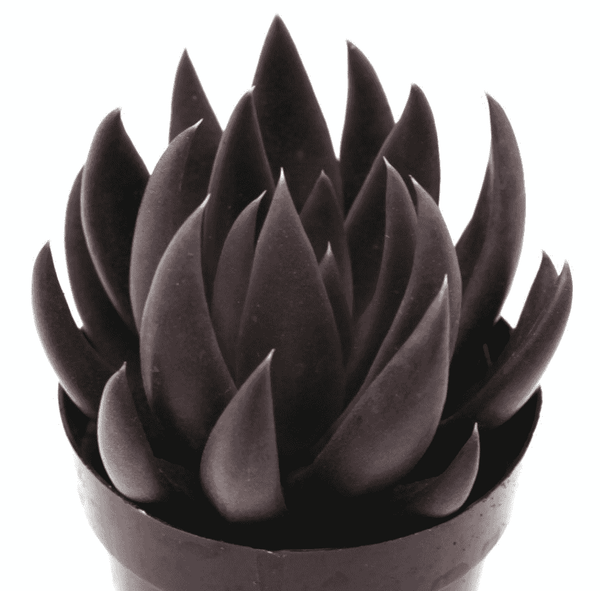 Echeveria Black Knight ブラックナイト 黑騎士(古紫)Succulents