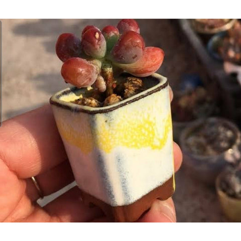 RANDOM 10 PACK Ceramics Mini Thumb Flower Pot Succulents Planter