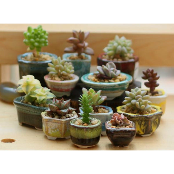 RANDOM 10 PACK Ceramics Mini Thumb Flower Pot Succulents Planter