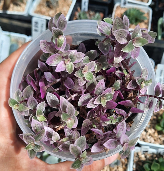 Callisia Repens (Pink Lady) 胭脂雲 シダレツユクサ
カリシア・ロザート（桃色のカリシア)Claire Shop Australia Succulents