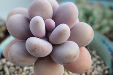 Graptopetalum Amethystinum (Lavender Pebbles) 桃蛋