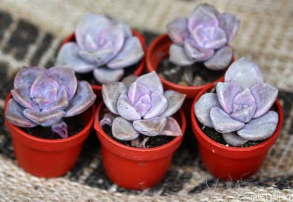 (Cutting) Graptoveria purple delight パープルディライト 紫樂 (剪枝 無根) (Claire Shop Australia Succulents)