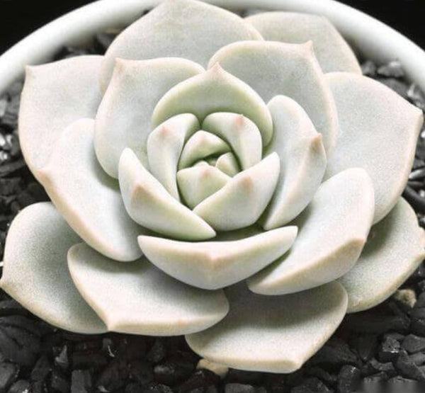 Graptoveria Titubans / white peony (baby plant)プロリフェラ ティテュバンス 白牡丹小苗 Claire Shop Australis Succulents