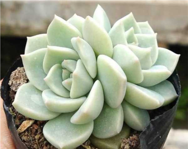 Graptoveria Titubans / white peony (baby plant)プロリフェラ ティテュバンス 白牡丹小苗 Claire Shop Australis Succulents