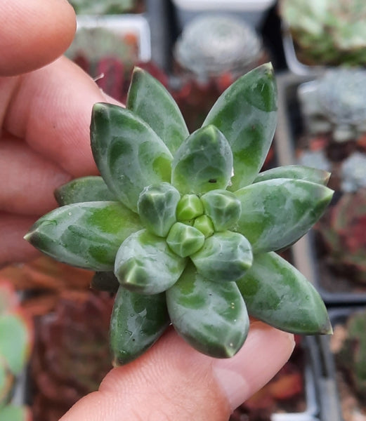 Pachyphytum Chiseled stones 千代田之松 (Claire Shop Australia Succulent