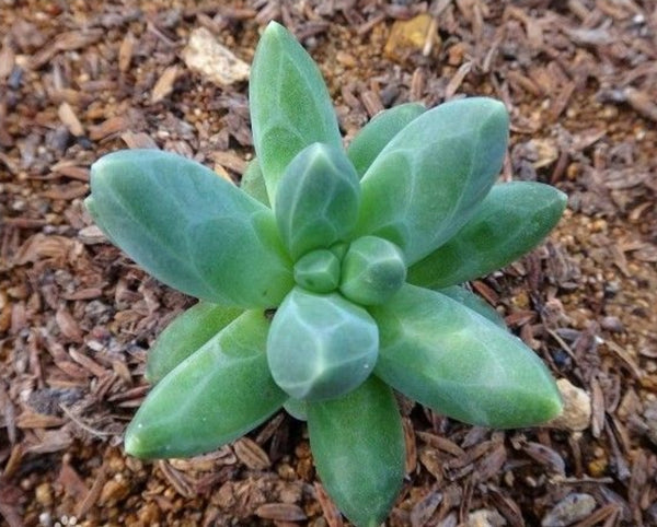Pachyphytum Chiseled stones 千代田之松 (Claire Shop Australia Succulent