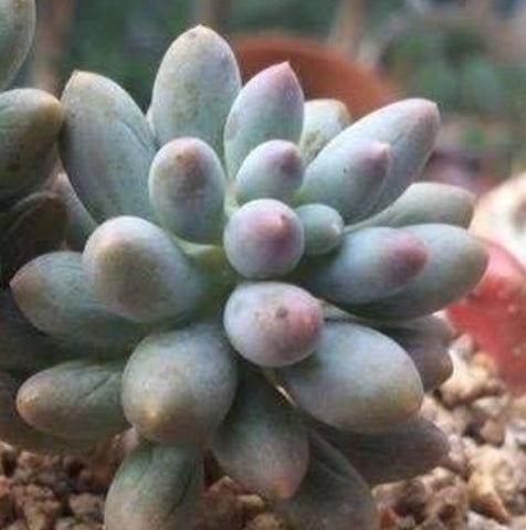 Pachyveria baby finger
 フィンガーベイビー 嬰兒手指 Claire Shop Australis Succulents