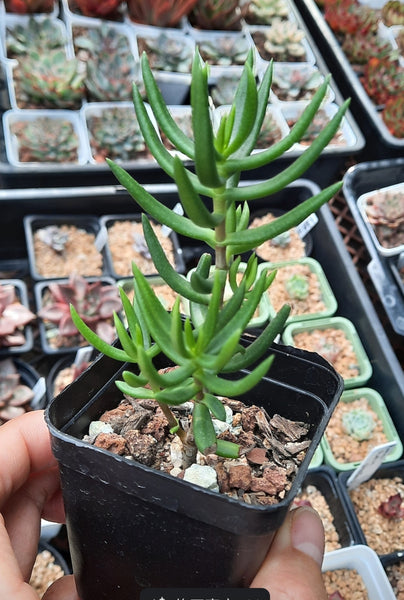 Crassula tetragona
テトラゴナ 桶葉菊 / 桃源鄉 (Claire Shop Australia Succulents)