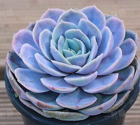 Echeveria Blue Surprise ブルーサプライズ  藍色驚喜 Succulents