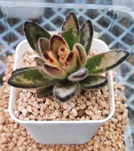 Kalanchoe tomentosa chocolate soldier 巧克力士兵兔 (Claire Shop