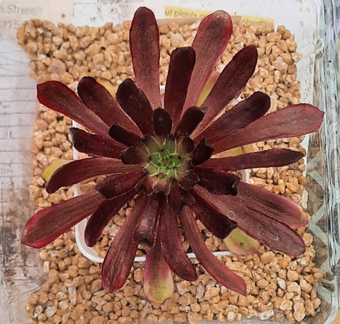 Aeonium 'Mardi Grasマルディグラ 紅覆輪法師 Claire Shop Australia Succulents