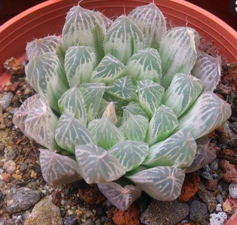 Haworthia cooperi Silver Swirls 白斑玉露 Succulents