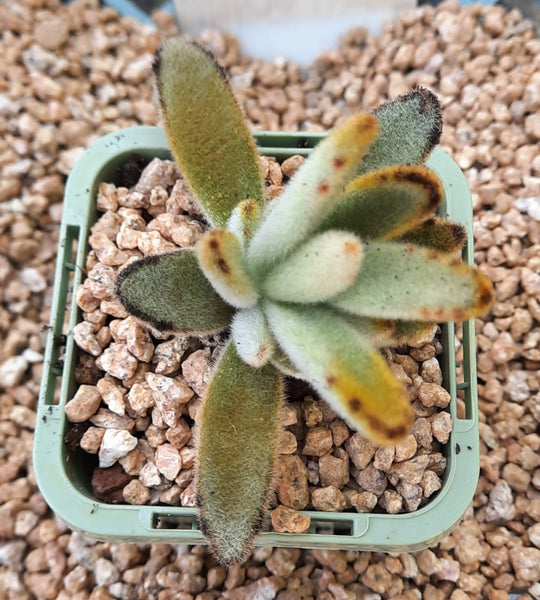 Kalanchoe Tomentosa Golden Girl 黄金兔耳 ゴールデンガール ゴールデンバニー  (Claire Shop Succulent