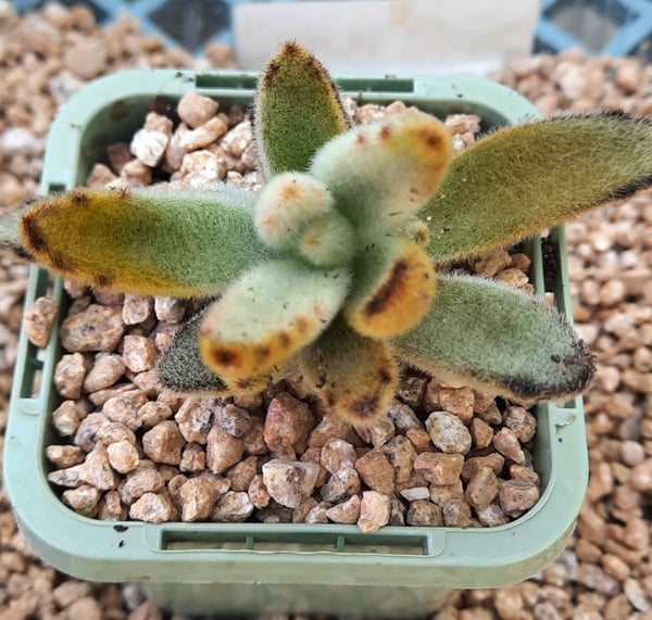 Kalanchoe Tomentosa Golden Girl 黄金兔耳 ゴールデンガール ゴールデンバニー  (Claire Shop Succulent