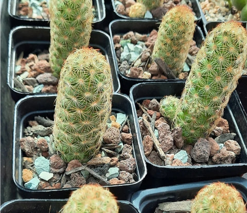 Cactus, Mammillaria Elongata (*small baby) 金手指 (Claire Shop Australia Succulents)