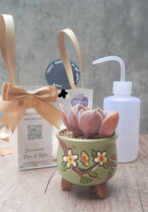 Gold Coast Local delivery only《Gift box》Potted Succulents & Watering Plastic Squeeze Bottle gift pack