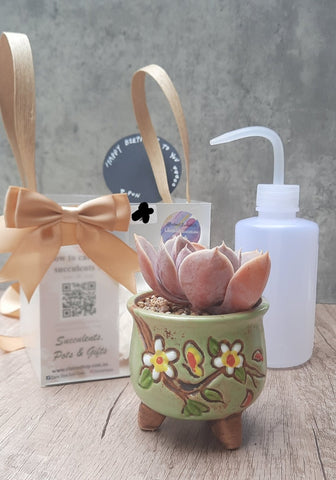 Gold Coast Local delivery only《Gift box》Potted Succulents & Watering Plastic Squeeze Bottle gift pack