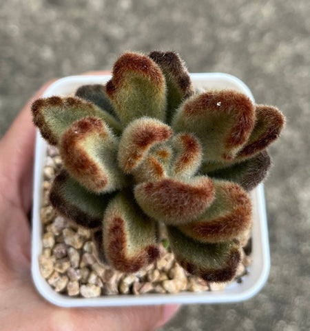 Kalanchoe tomentosa(has marked) Teddy Bear テディベア 泰迪熊兔耳 Claire Shop Succulents