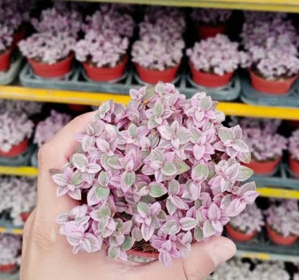 Callisia Repens (Pink Lady) 胭脂雲 シダレツユクサ
カリシア・ロザート（桃色のカリシア)Claire Shop Australia Succulents