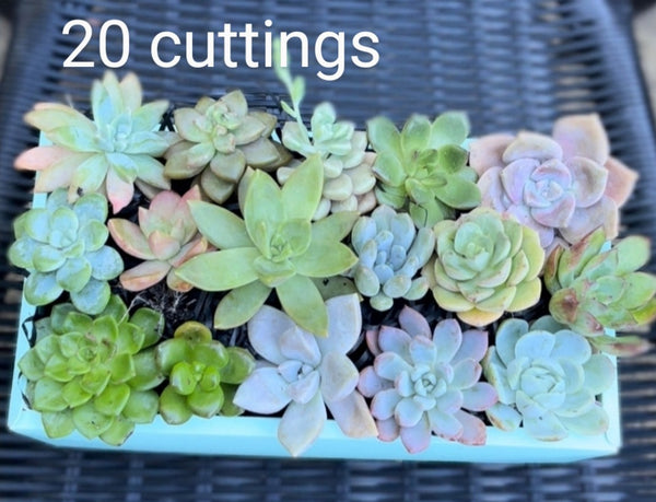 (Cutting) RANDOM 10 cutting or little roots (Succulent Bento) - all different, 多肉便當 10 剪枝 Claire Shop Succulents