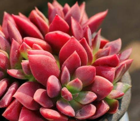 Sinocrassula Indica インディカ 墨心/茵地卡 (Claire Shop Australia Succulents)