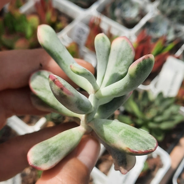 (Cutting) Cotyledon Orbiculata Variegated Long Form (Cutting) 棒葉福娘錦 剪枝 Claire Shop Australia Succulents