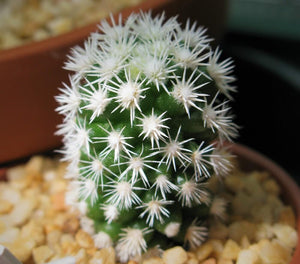 Cactus, Mammillaria gracilis (ARIZONA SNOW CAP) 銀手指 (Claire Shop Australia Succulents)