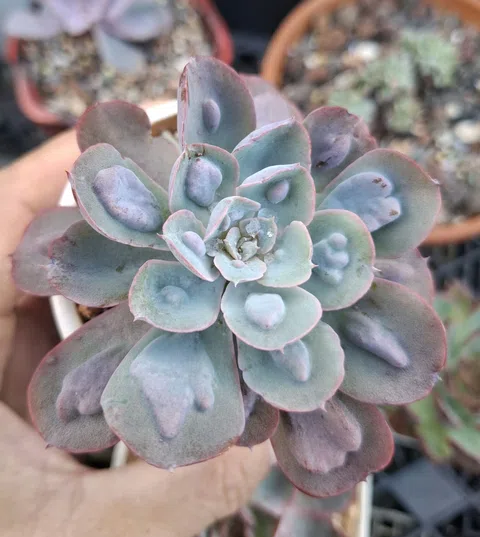 Echeveria RainDrops 雨滴